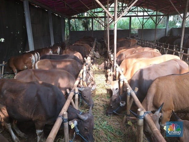 Pemkot Depok Keluarkan SE Wali Kota Tentang Pelaksanaan Kegiatan Kurban di masa Pandemi Covid-19