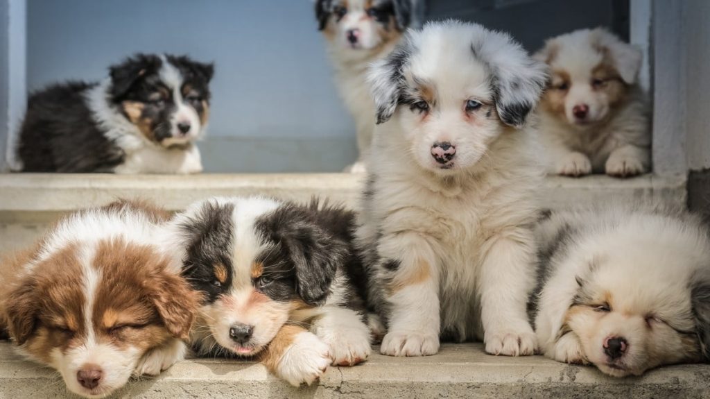 Penelitian Simpulkan Nonton Foto dan Video Hewan Imut Baik untuk Kesehatan Manusia Penelitian Simpulkan Nonton Foto dan Video Hewan Imut Baik untuk Kesehatan Manusia