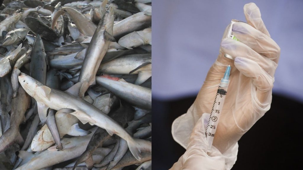 Salah Satu Vaksin Covid-19 Berisiko Membunuh Ratusan Ribu Hiu di Alam Bebas Salah Satu Vaksin Covid-19 Berisiko Membunuh Ratusan Ribu Hiu di Alam Bebas