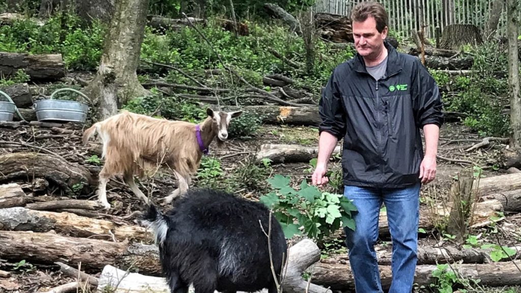Kambing Bantu Berantas Rumput Liar di Taman Kota New York
