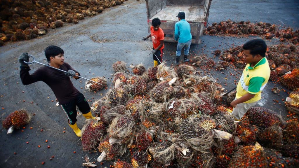 Banyak Pekerja Perkebunan Kelapa Sawit di Malaysia, Indonesia Alami Eksploitasi Banyak Pekerja Perkebunan Kelapa Sawit di Malaysia, Indonesia Alami Eksploitasi