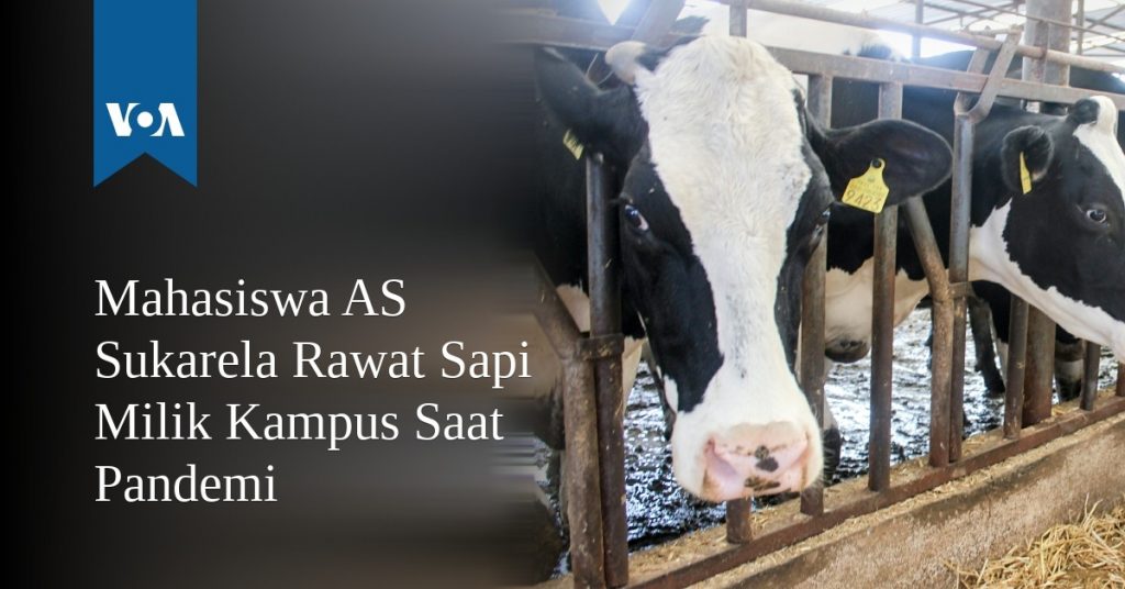 Mahasiswa AS Sukarela Rawat Sapi Milik Kampus Saat Pandemi Mahasiswa AS Sukarela Rawat Sapi Milik Kampus Saat Pandemi