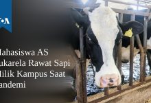 Mahasiswa AS Sukarela Rawat Sapi Milik Kampus Saat Pandemi