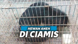 Hewan Aneh Besar Muncul di Ciamis, Sempat Dikira Macan Hewan Aneh Besar Muncul di Ciamis, Sempat Dikira Macan