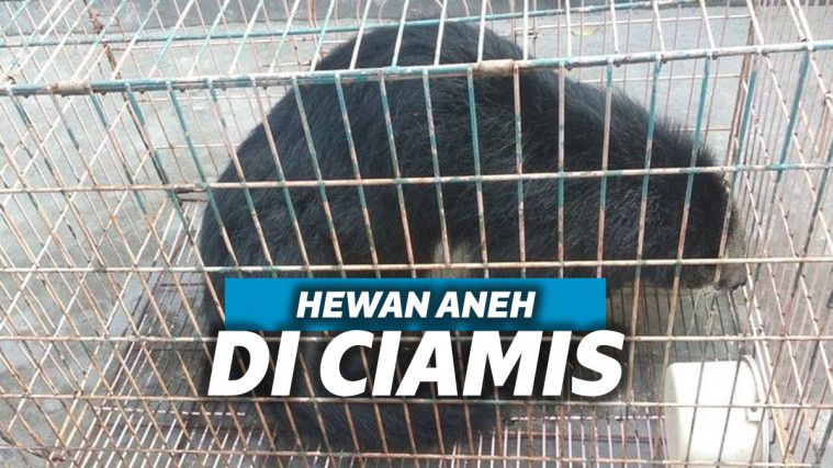 Hewan Aneh Besar Muncul di Ciamis, Sempat Dikira Macan