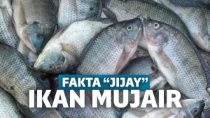 5 Fakta Menjijikkan Ikan Mujair yang Sering Kamu Makan