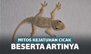 Mitos Kejatuhan Cicak Pertanda Sial? Mitos Kejatuhan Cicak Pertanda Sial?
