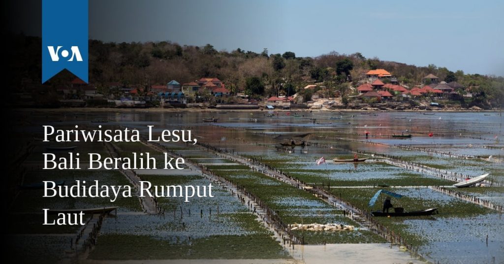 Pariwisata Lesu, Bali Beralih ke Budidaya Rumput Laut