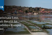 Pariwisata Lesu, Bali Beralih ke Budidaya Rumput Laut