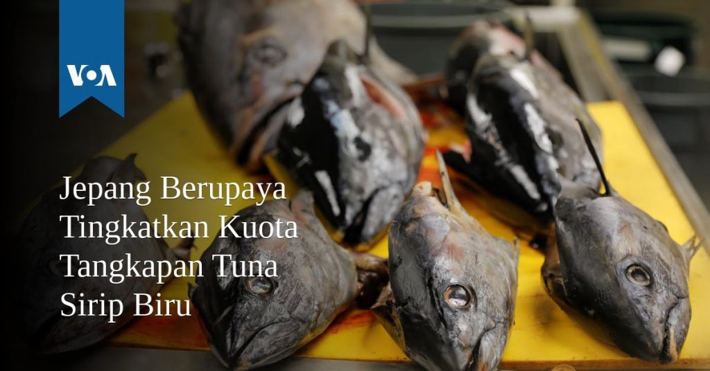 Jepang Berupaya Tingkatkan Kuota Tangkapan Tuna Sirip Biru Jepang Berupaya Tingkatkan Kuota Tangkapan Tuna Sirip Biru