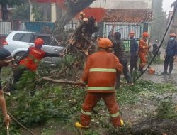 Satgas DLHK Tangani Pohon Tumbang Pasca Hujan Lebat