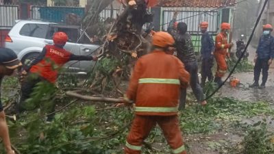 Satgas DLHK Tangani Pohon Tumbang Pasca Hujan Lebat Satgas DLHK Tangani Pohon Tumbang Pasca Hujan Lebat