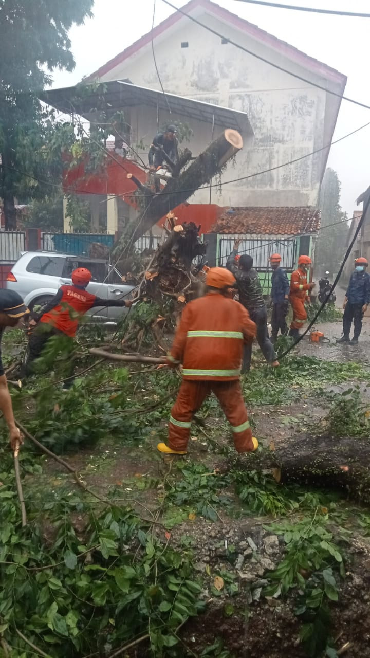 Satgas DLHK Tangani Pohon Tumbang Pasca Hujan Lebat