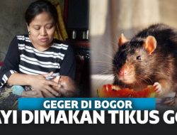 Ditinggal Ibunya ke WC, Bayi di Bogor Dimakan Tikus Got!