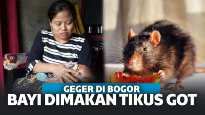 Ditinggal Ibunya ke WC, Bayi di Bogor Dimakan Tikus Got! Ditinggal Ibunya ke WC, Bayi di Bogor Dimakan Tikus Got!
