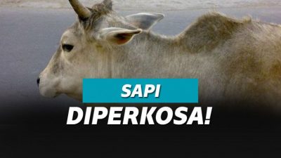 Lelaki 55 Tahun Perkosa Sapi Perah Lelaki 55 Tahun Perkosa Sapi Perah