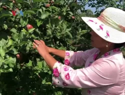 Diaspora Indonesia di Littleton, Massachusetts Wujudkan Mimpi Menjadi Petani Buah di Amerika