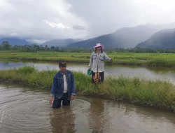 Petani Poso Kehilangan Mata Pencaharian Akibat Pembangunan Bendungan PLTA Poso 1