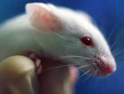 Tikus Ternyata Bisa Depresi Saat Menyaksikan Tikus Lain Kesusahan