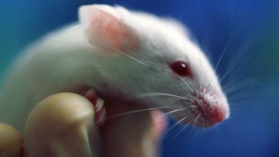 Tikus Ternyata Bisa Depresi Saat Menyaksikan Tikus Lain Kesusahan