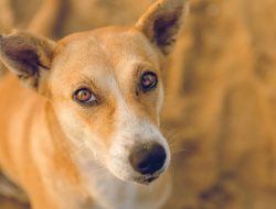 Kerusuhan Besar Pernah Terjadi Demi Membela Hak Hidup Anjing Jalanan