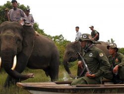 Satu Dekade Terakhir, 22 Ekor Gajah Sumatra di Way Kambas Mati Diburu