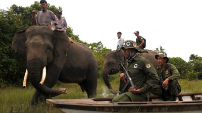 Satu Dekade Terakhir, 22 Ekor Gajah Sumatra di Way Kambas Mati Diburu