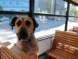 Boji Anjing Jalanan, Keliling Instanbul Naik Transportasi Umum