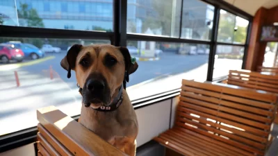 Boji Anjing Jalanan, Keliling Instanbul Naik Transportasi Umum Boji Anjing Jalanan, Keliling Instanbul Naik Transportasi Umum