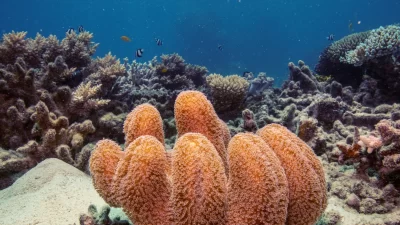 Pengadilan Australia Tolak Klaim Kebebasan Intelektual Fisikawan yang Dipecat