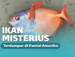 Ikan Misterius Berbobot Ukuran Manusia Terdampar di Pantai!