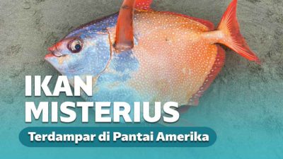 Ikan Misterius Berbobot Ukuran Manusia Terdampar di Pantai! Ikan Misterius Berbobot Ukuran Manusia Terdampar di Pantai!