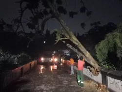 Satgas DLHK Depok Sigap Tangani Pohon Tumbang Akibat Hujan Angin