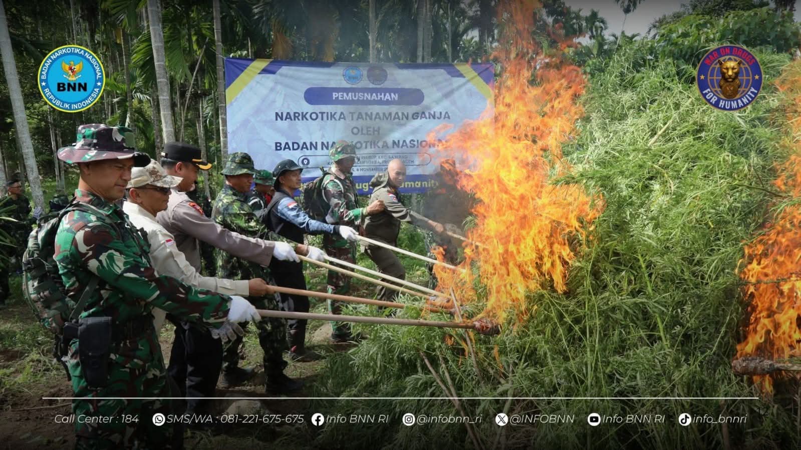 BNN MUSNAHKAN 69 TON GANJA DI ACEH UTARA BNN MUSNAHKAN 69 TON GANJA DI ACEH UTARA